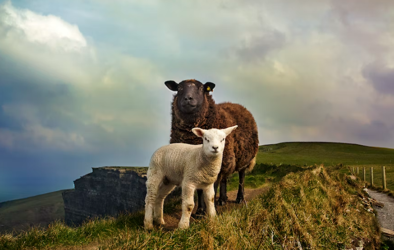 Sheep standing on a hill