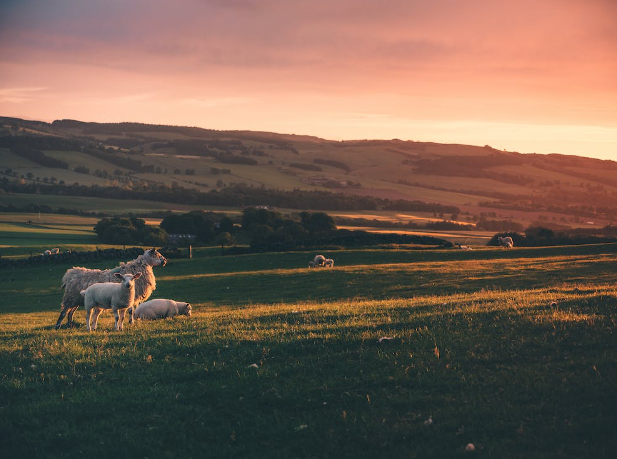 Cattle standing in a grassland