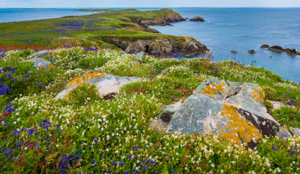 Saltee Island, Ireland.