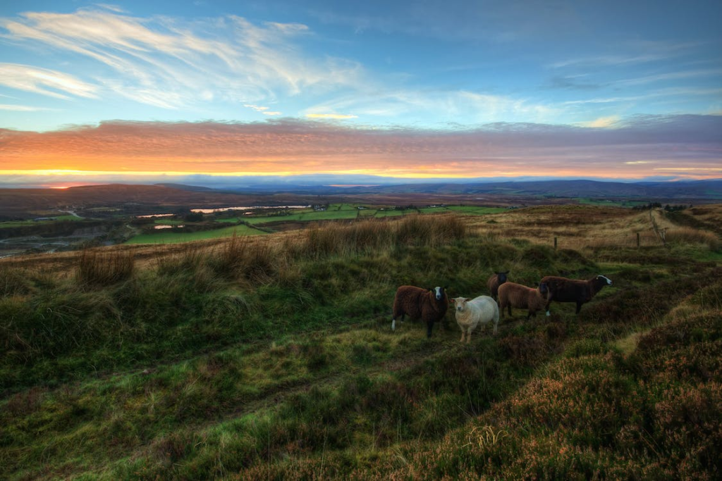 A field with animals