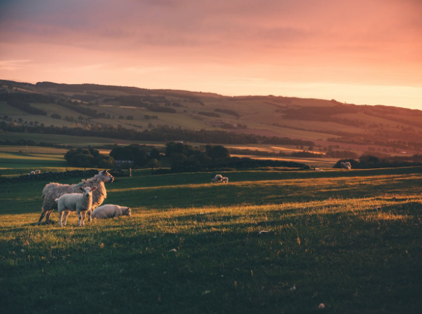 Sheep in Irish grassland. 