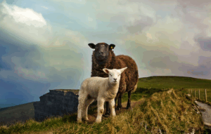 Sheep in the Irish countryside. 