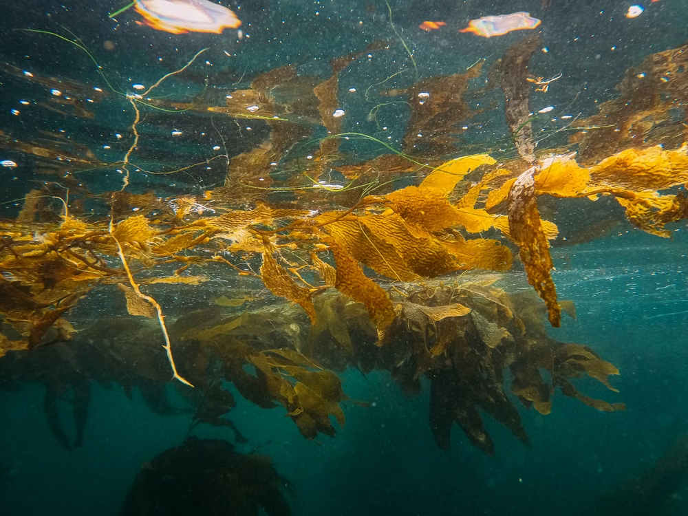 yellow kelp.